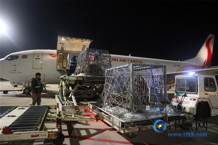 天津機場貨運基礎(chǔ)設(shè)施建設(shè)天津機場貨運服務(wù)