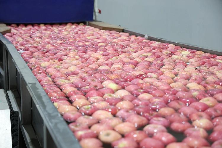 貨運(yùn)蘋果圖片貨車運(yùn)蘋果